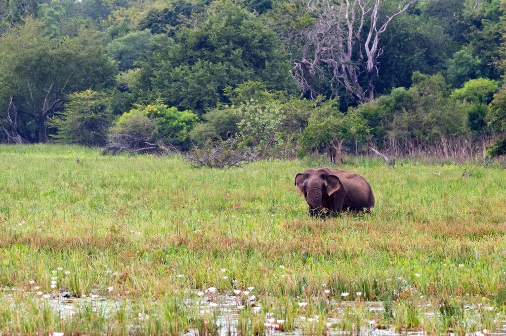 Kumana national park
