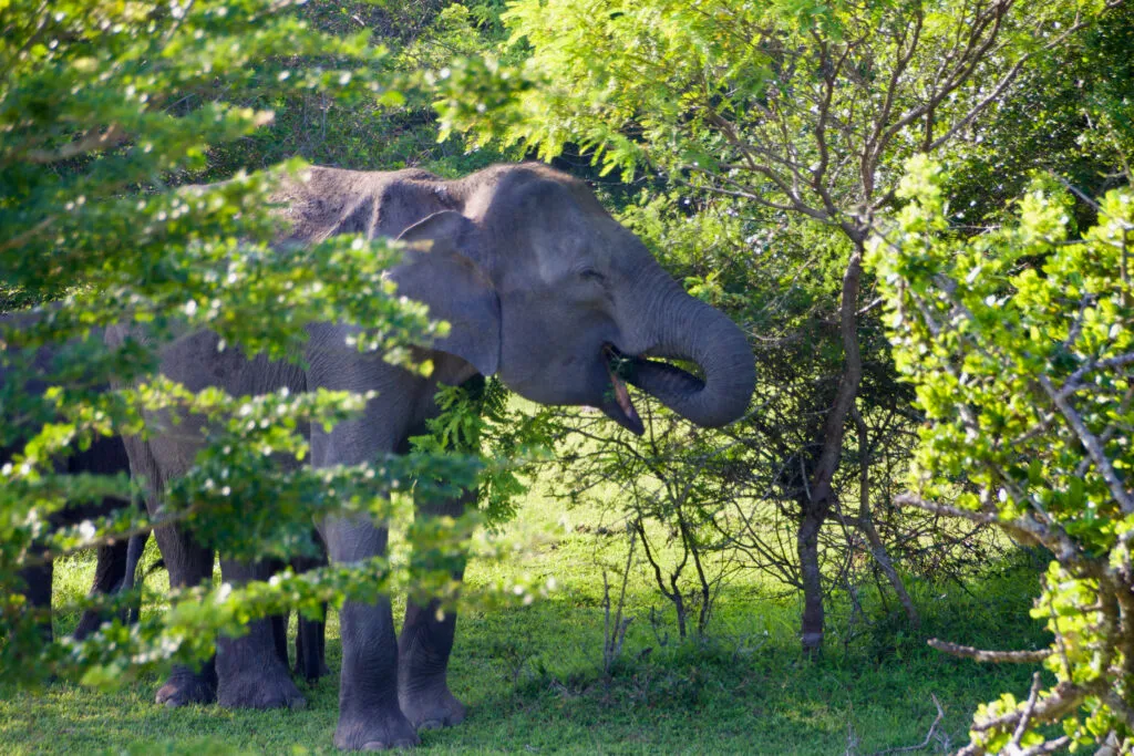 udawalawe nationalpark elephant