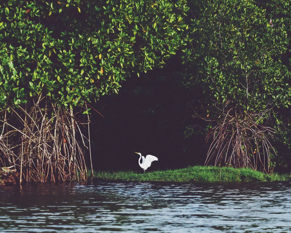 lagoon safari sri lanka tiere