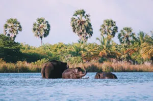 elephants in sri lanka national park arugam bay
