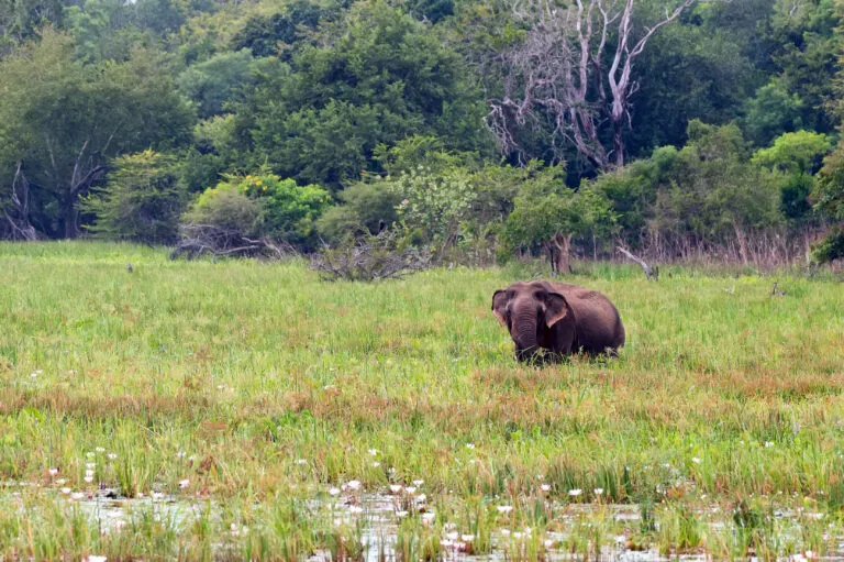 Kumana national park