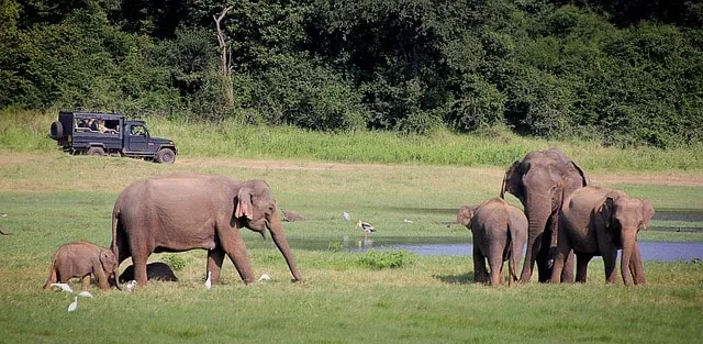 elephants safari in sri lanka
