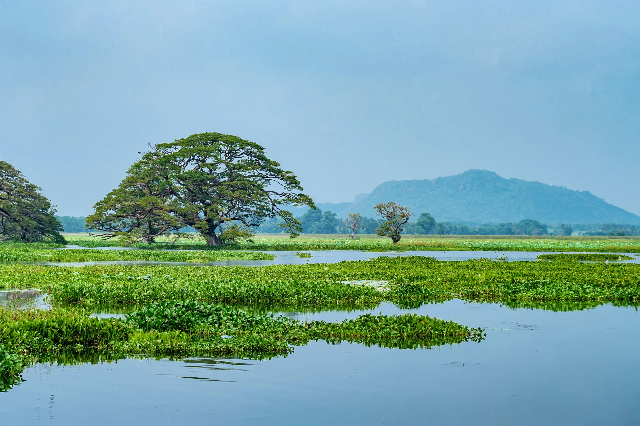 Lagunen-Touren in Arugam Bay