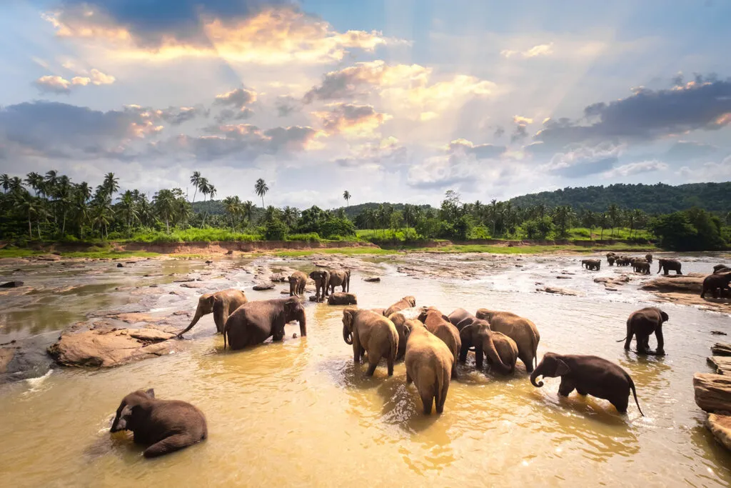 sri lanka elephants landscape
