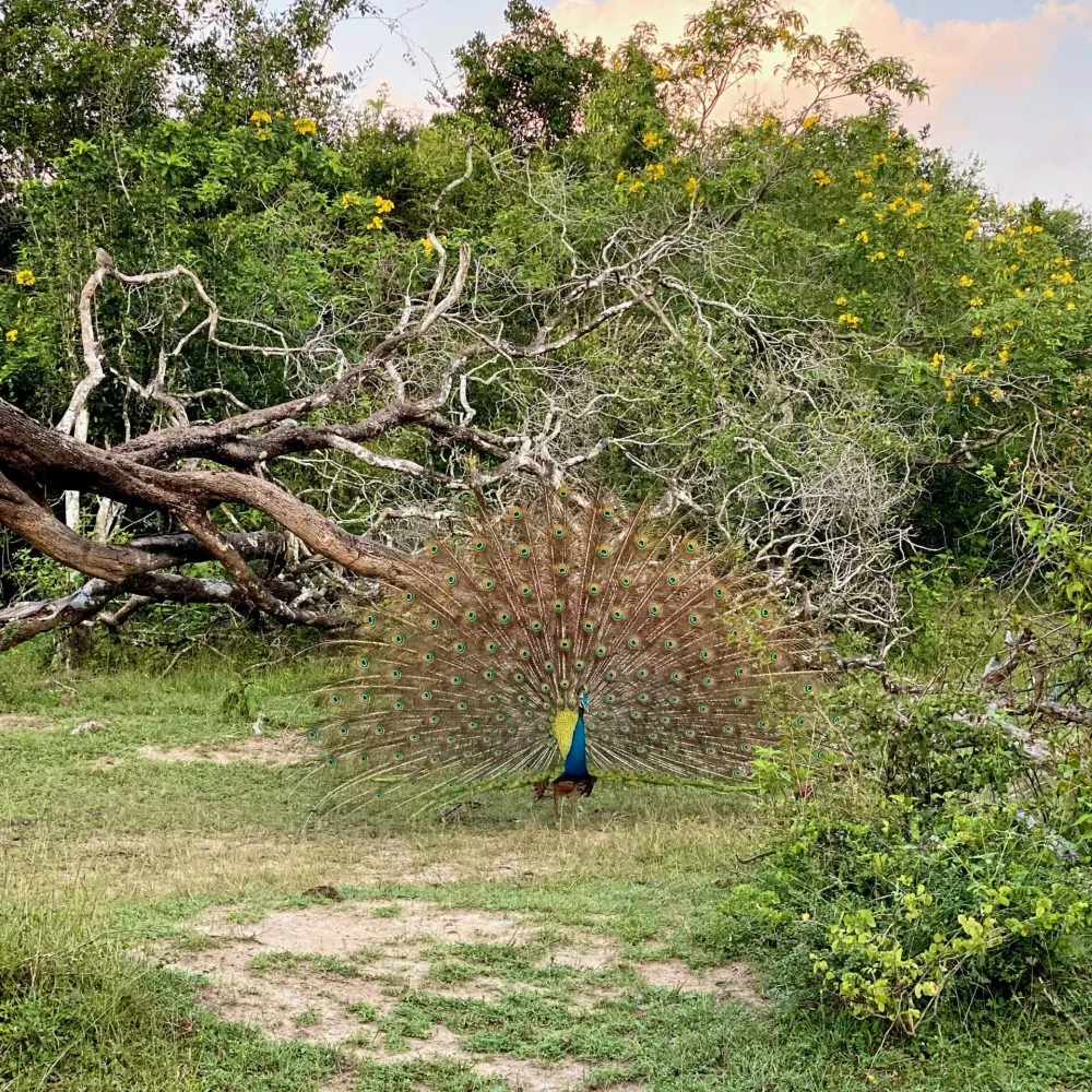 Yala National Park Peacock